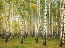 Evening autumn birch forest in sunlight