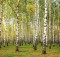 Evening autumn birch forest in sunlight